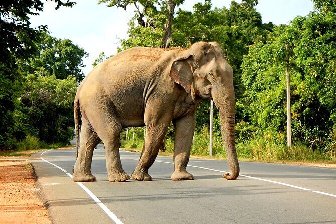 Minneriya National Park Elephant Safari - Why This Minneriya Safari Feels Like the Best Use of 4 Hours