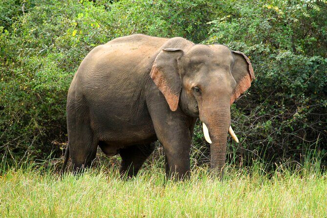 Minneriya National Park Elephant Safari - What a “Luxury Vehicle” Means on Safari Days