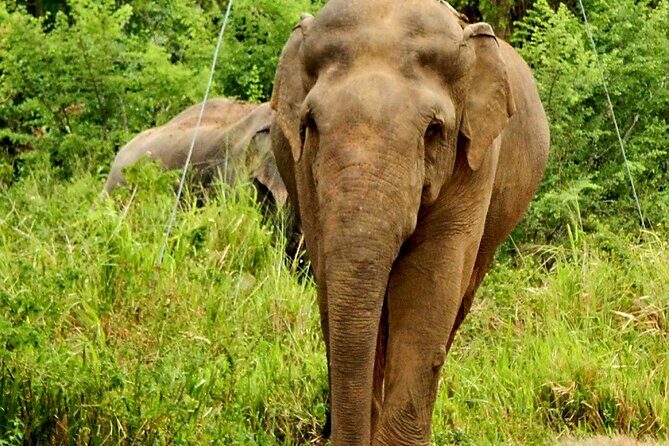 Minneriya National Park Elephant Safari - How the Wildlife Viewing Actually Plays Out
