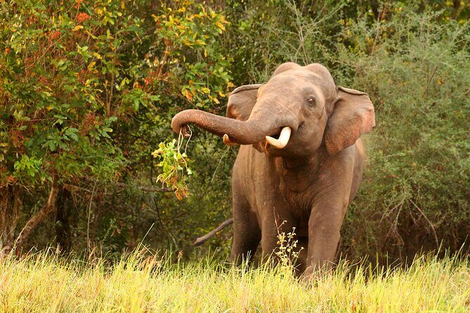 Minneriya National Park Elephant Safari - Early June and Weekday Energy: When the Park Feels Like Yours