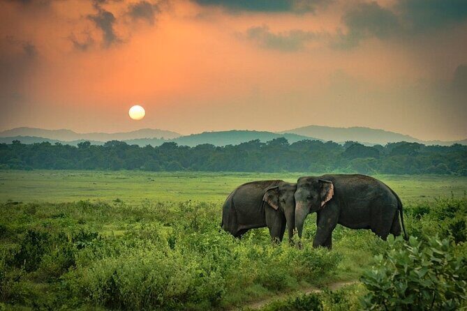 Minneriya National Park Elephant Safari from Sigiriya - Key things to know before you go
