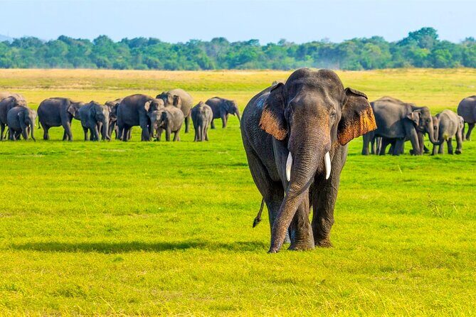 Minneriya National Park Elephant Safari from Sigiriya - Why Minneriya draws such big elephant herds