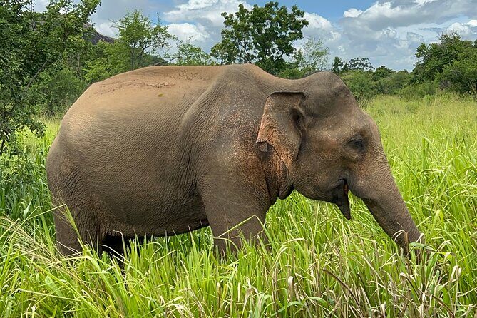 Minneriya National Park Elephant Safari from Sigiriya - Stop 1: Minneriya National Park and the elephant viewing focus