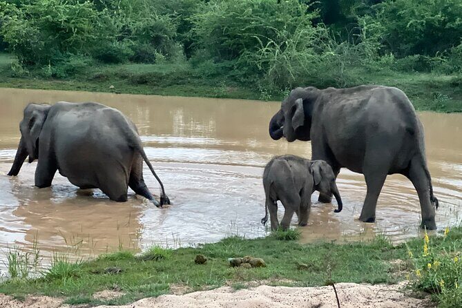 Minneriya National Park Elephant Safari from Sigiriya - Who this safari fits best (and who might want something else)