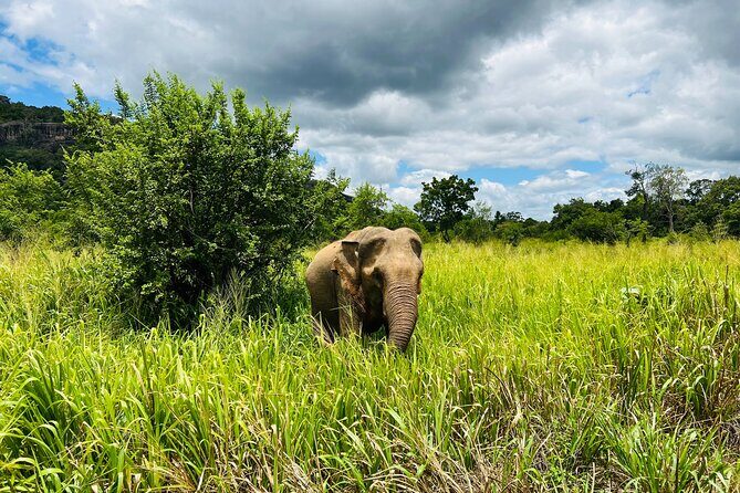Minneriya National Park Elephant Safari Tour - Key things to know before you go