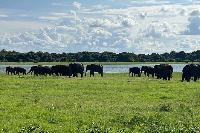 Minneriya National Park Elephant Safari Tour - Hurulu Eco Park: forest reserve wildlife beyond the elephants