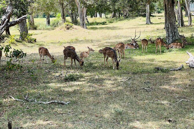 Minneriya National Park Elephant Safari Tour - Kaudulla National Park: another elephant stronghold