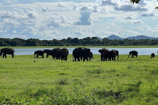 Minneriya National Park Elephant Safari Tour - Pickup, paper tickets, and the practical flow of the day