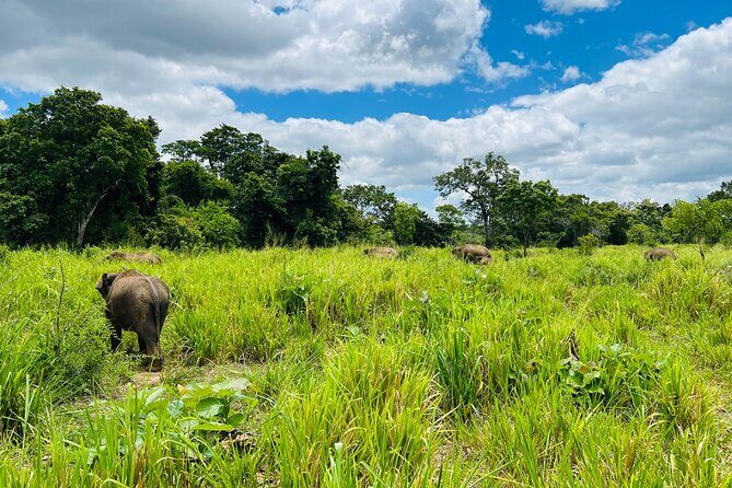 Minneriya National Park Elephant Safari Tour - Minneriya National Park: the elephant gathering near the ancient tank