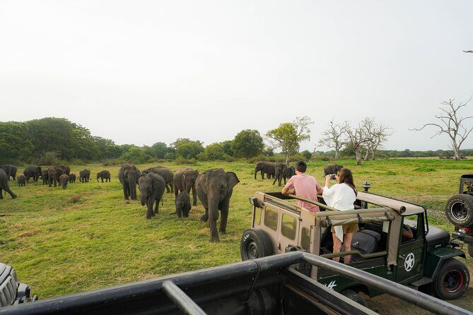 Minneriya National Park Half Day Elephant Safari - Key points before you go