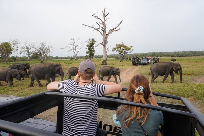 Minneriya National Park Half Day Elephant Safari - Getting there: Dambulla, Sigiriya, or Habarana to the park