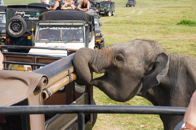 Minneriya National Park Half Day Elephant Safari - The safari vehicle experience (and what to do with your camera)