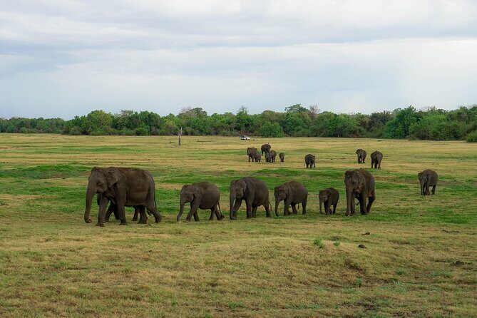 Minneriya National Park Half Day Elephant Safari - What you’re really paying for: $40 plus park admission