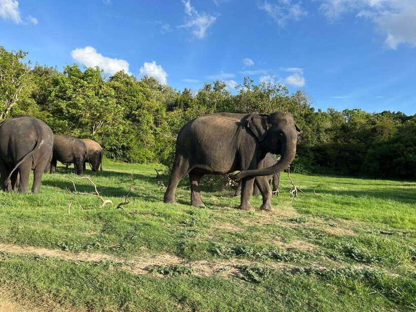 Minneriya National Park : Private Safari - Practical tips that make the evening smoother