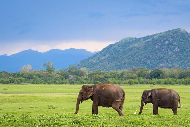Minneriya National Park : Private Safari - Private jeep value: comfort and better chances at good angles