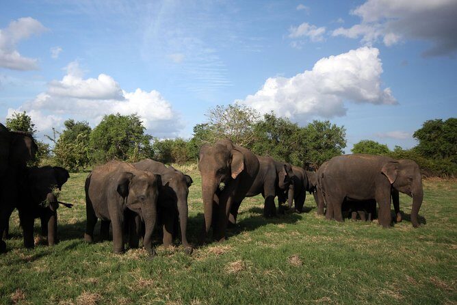 Minneriya National Park : Private Safari - What wildlife you might see besides elephants