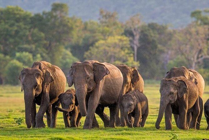 Minneriya National Park : Private Safari - A note on herd movement and smart route changes