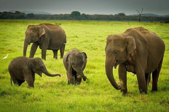 Minneriya National Park : Private Safari - Price and value: $22 plus the entrance ticket you pay at the gate