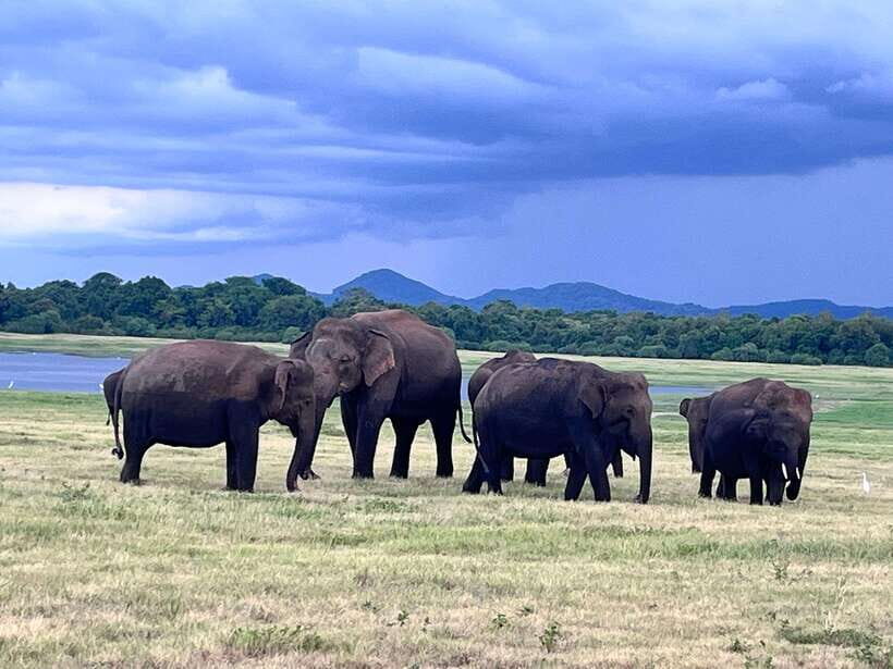 Minneriya National Park : Private Safari - Who this safari fits best (and who should skip it)