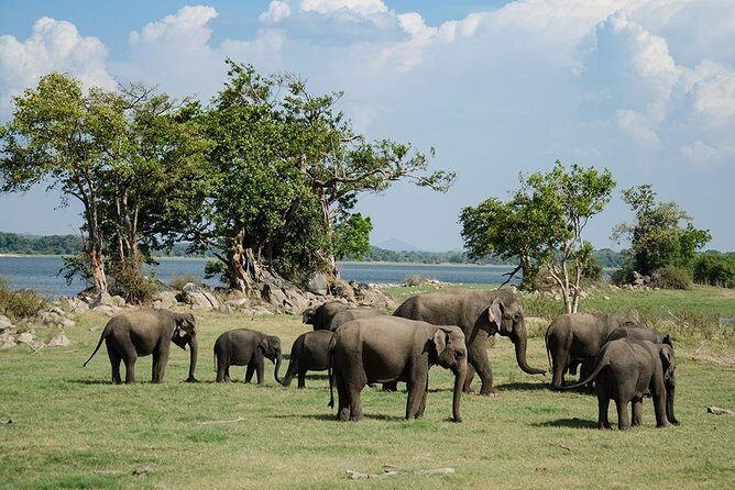 Minneriya National Park : Private Safari - Evening timing that makes wildlife feel less rushed