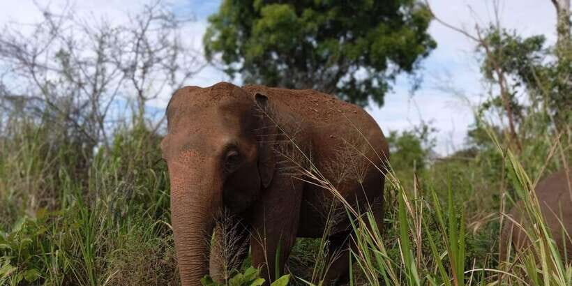 Minneriya National Park Safari - Entrance Fee Included - Who this Minneriya safari is best for