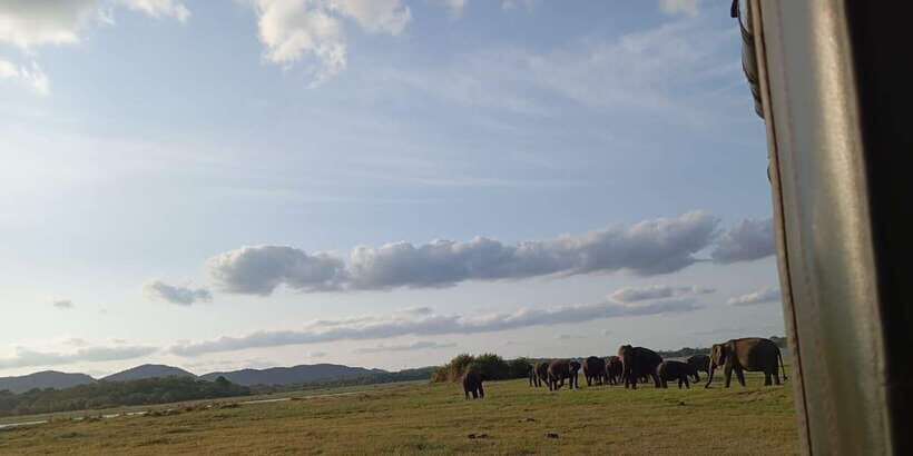 Minneriya National Park Safari - Entrance Fee Included - A 4-hour Minneriya safari that fits real schedules