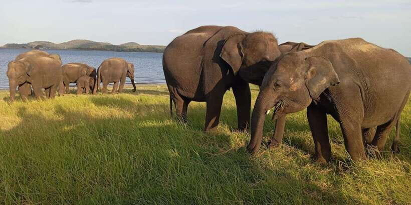 Minneriya National Park Safari - Entrance Fee Included - Your English game driver and what Shenu brings to the hunt