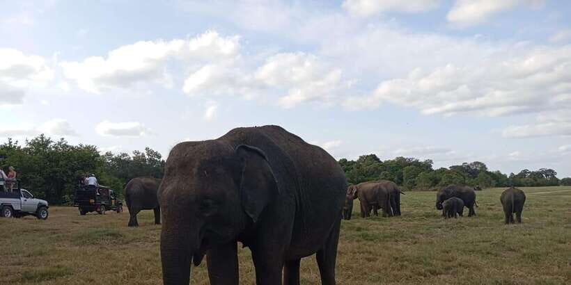 Minneriya National Park Safari - Entrance Fee Included - Game drives through forests, grasslands, and wetlands