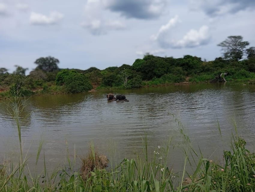 Minneriya National Park Safari - Entrance Fee Included - What the $110 price includes (and why it’s usually fair)