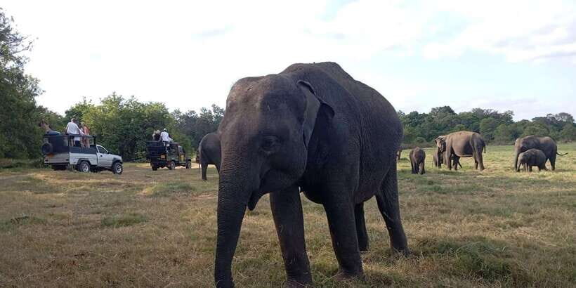 Minneriya National Park Safari - Entrance Fee Included - Rain and seasons: setting realistic expectations
