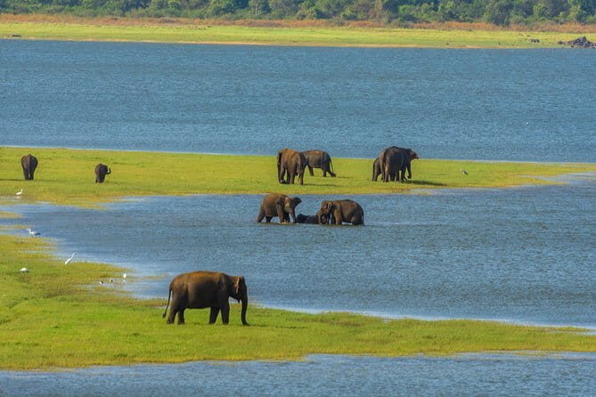 Minneriya National Park Safari from Habarana - Key Things I’d Focus On Before Booking