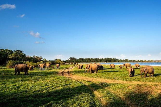Minneriya National Park Safari from Habarana - Afternoon Minneriya at 2:00 pm: a timing choice that can pay off