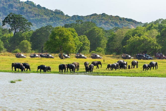 Minneriya National Park Safari from Habarana - Minneriya National Park: wetlands, varied ground, and why elephants concentrate here