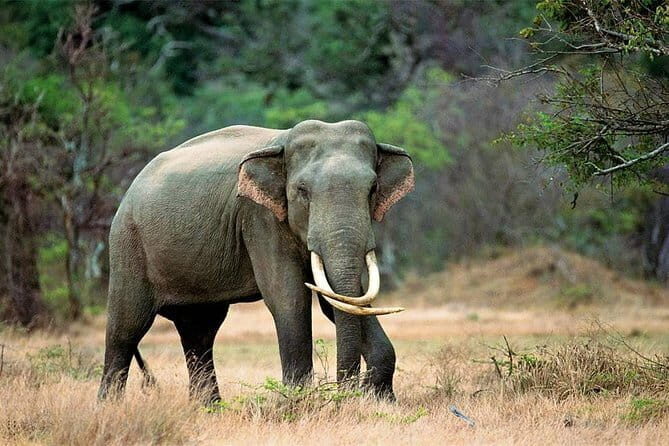 Minneriya National Park Safari from Habarana - What you’re doing inside the safari window (and why 3 hours is a sweet spot)