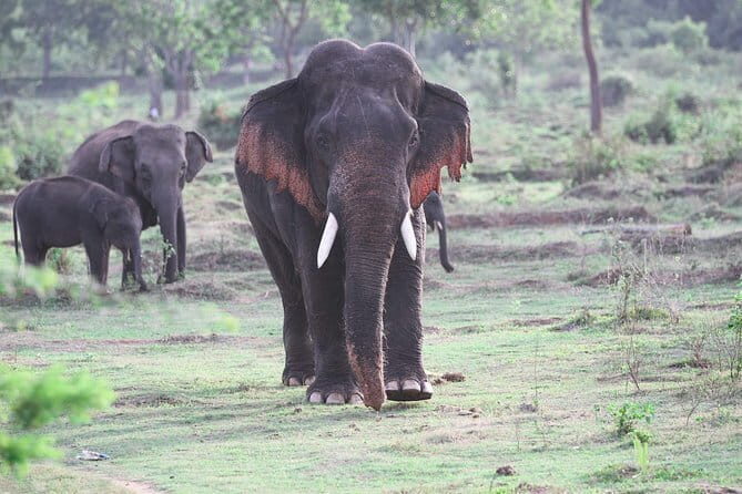 Minneriya National Park Safari from Habarana - The Habarana stop: quick reset after your park time