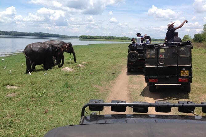 Minneriya National Park Safari from Habarana - Price and logistics: what $30 covers, and what you’ll likely pay on top
