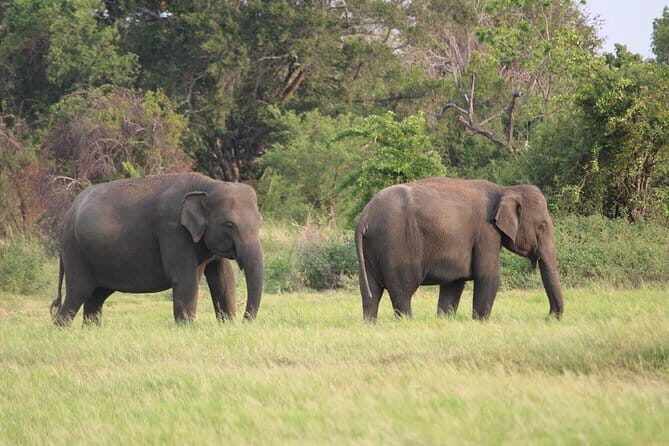 Minneriya National Park Safari from Habarana - Guide quality in Minneriya: punctual, friendly, and good at finding spots