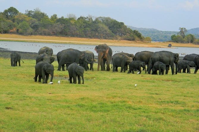 Minneriya National Park Safari | Jeep with Tickets - Timing and expectations for a 2:30 pm Minneriya jeep safari