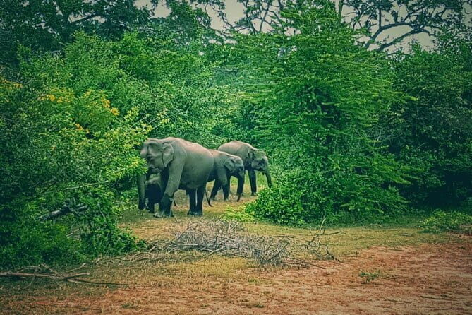 Minneriya National Park Safari | Jeep with Tickets - Price and value: what you’re really paying for at $79
