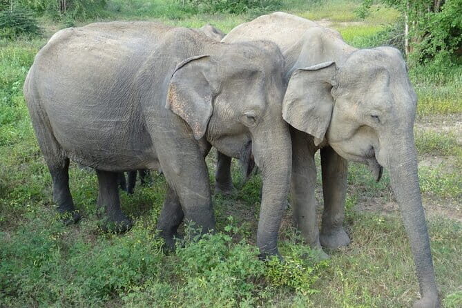Minneriya National Park Safari | Jeep with Tickets - What the jeep experience feels like in practice
