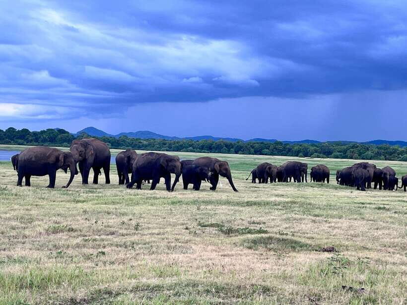 Minneriya National Park : Safari Jeep with Tickets - Who this safari suits best (and who should think twice)