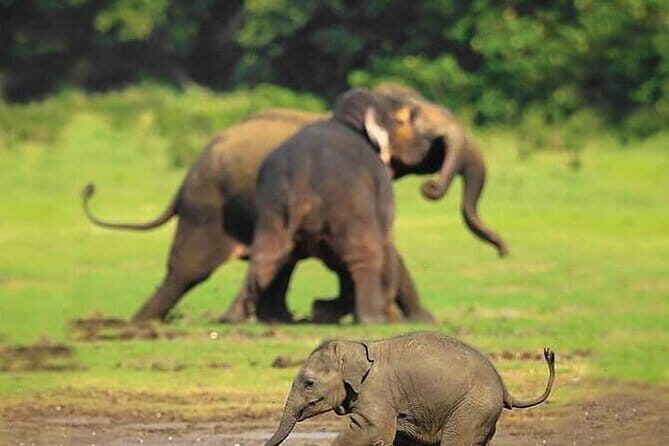 Minneriya National Park Safari [private , full package] - Minneriya’s elephant magic: what The Gathering looks like