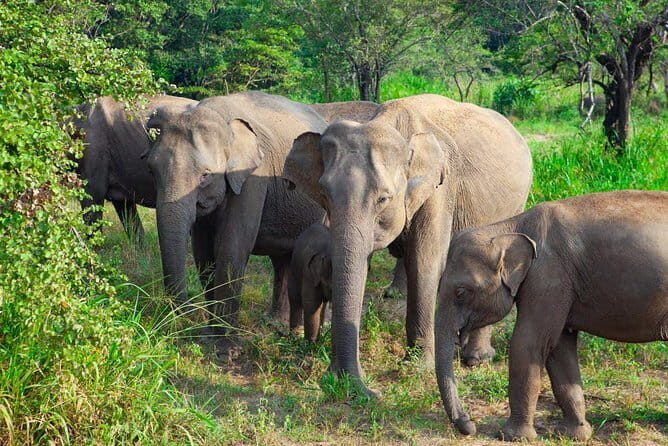 Minneriya National Park Safari [private , full package] - Handling the crowd factor: how to choose morning vs afternoon