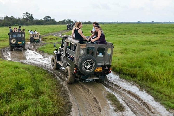 Minneriya National Park Safari [private , full package] - Season matters: when elephants are most likely to be plentiful