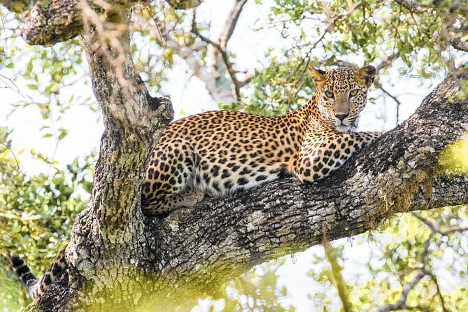 Minneriya National Park Safari [private , full package] - How long you’ll be out there (and how that feels)