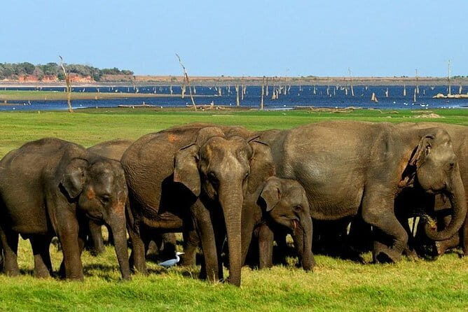 Minneriya National Park Safari - Private Jeep with Hotel Pickup - Price and logistics: what $25 really means (and what doesn’t)