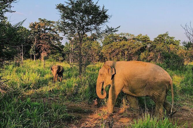 Minneriya National park Safari Sri Lanka - Key highlights to know before you go
