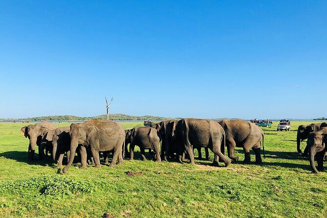 Minneriya National park Safari Sri Lanka - Getting picked up (and why it changes the whole safari experience)