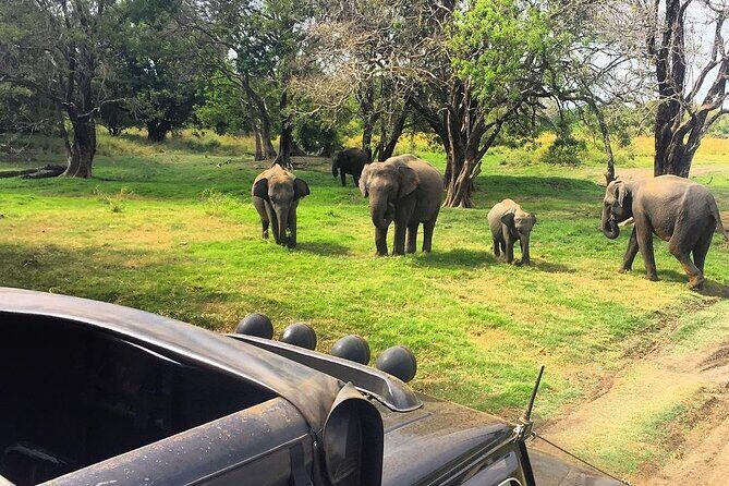 Minneriya National park Safari Sri Lanka - The safari inside Minneriya: what you should watch for