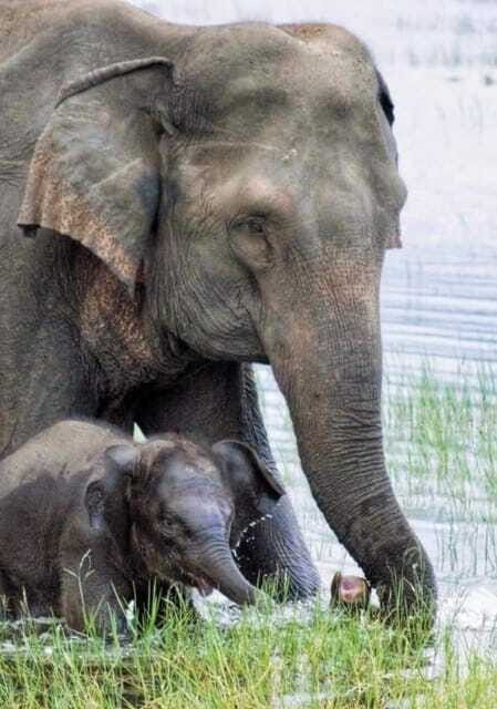 Minneriya National Park Wild Elephant Safari - Private - Close elephant viewing: what you’ll see and what to watch for